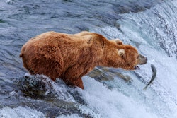 Bear Fishing
