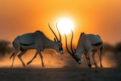Oryx Antiloper