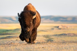 Bison