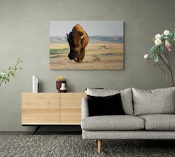 Bison