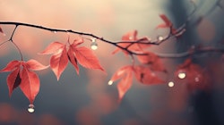 Beauty Of Autumn