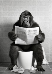 Gorilla On Toilet