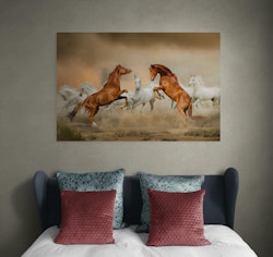 Stallions