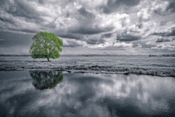 A Green Tree