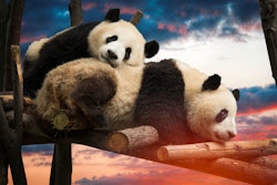 Two Pandas