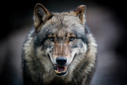 Grey Wolf