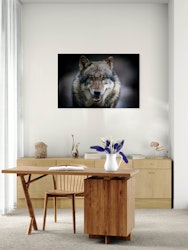 Grey Wolf