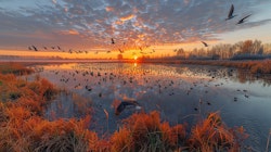 Birds Over Lake