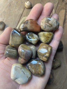 Förstenat trä (Petrified wood), trumlad