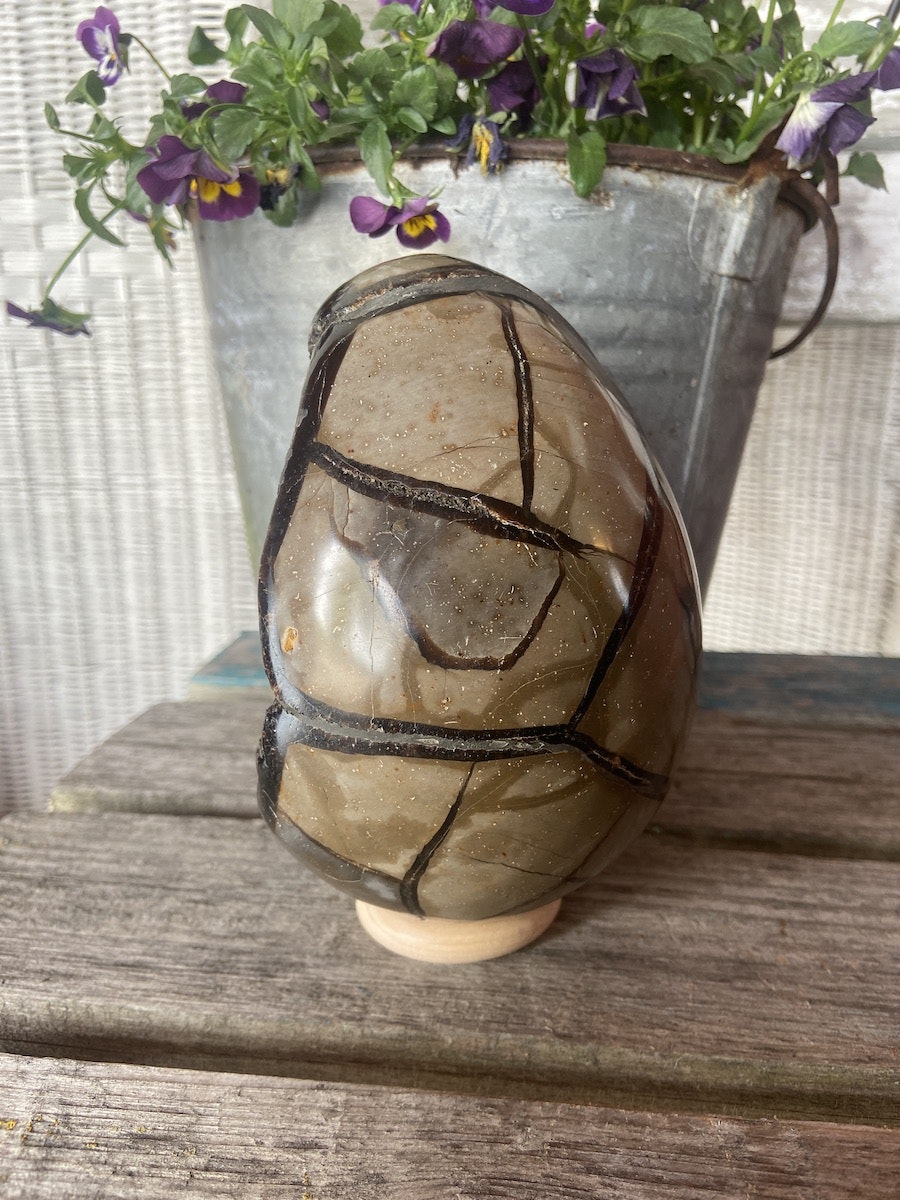 Drakägg (Septarian)