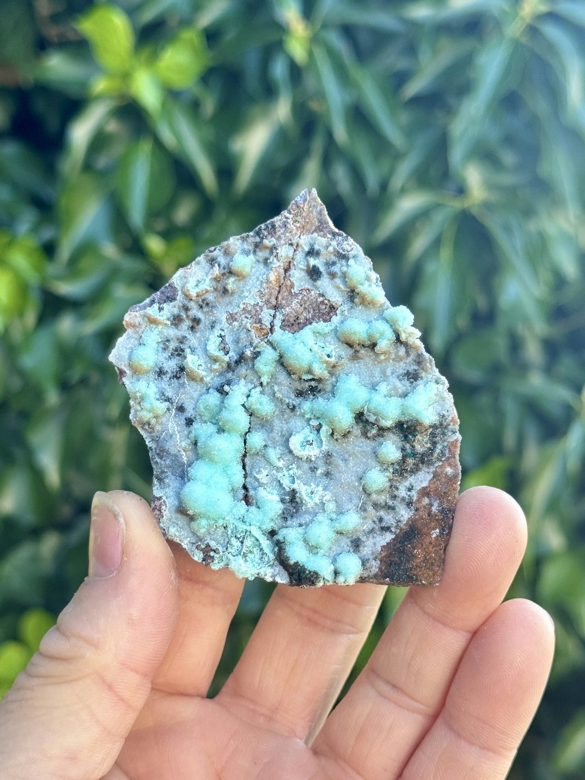 Krysokolla och Dolomit täckt av druzy bergkristall, AAA-kvalitet