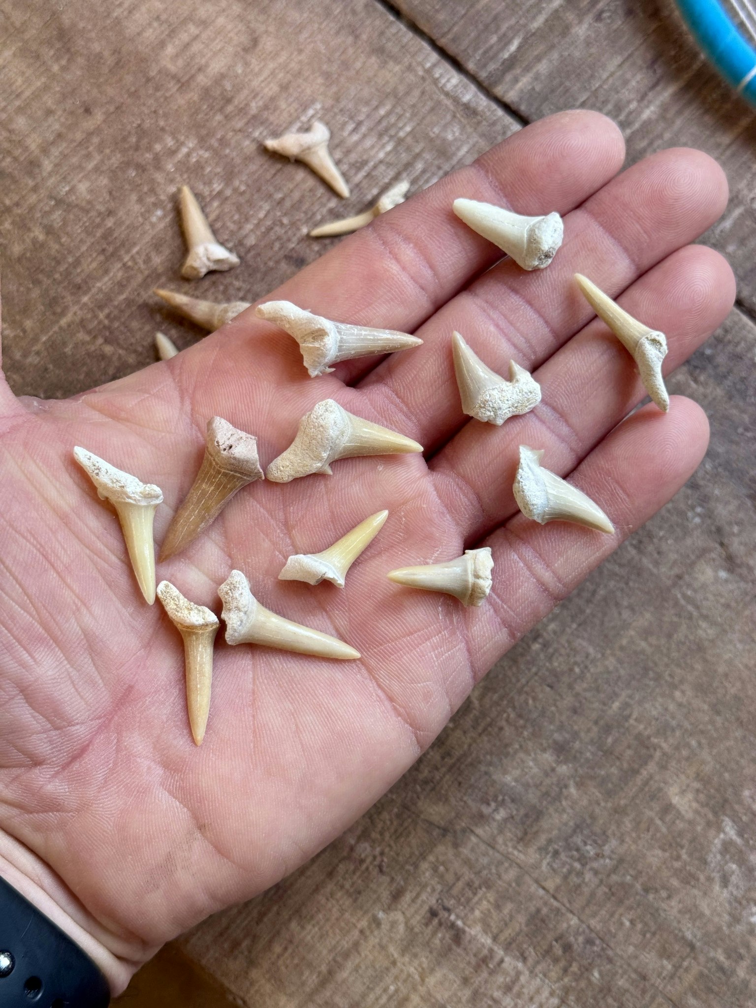 Hajtand (fossil) Small
