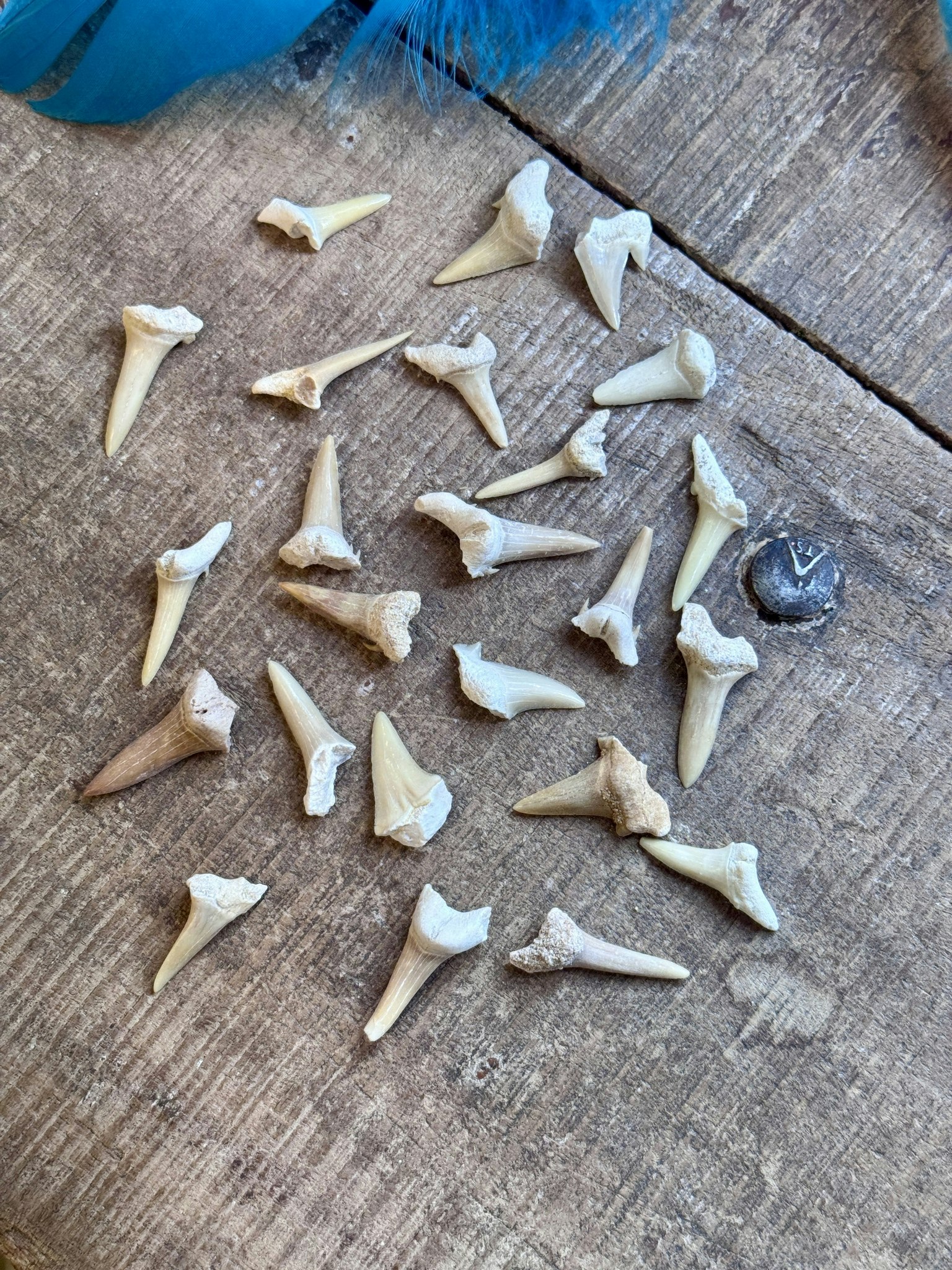 Hajtand (fossil) Small
