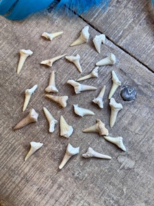 Hajtand (fossil) Small
