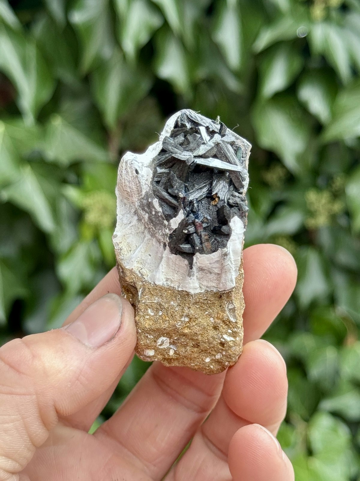 Vivianit i fossil, AAA-kvalitet