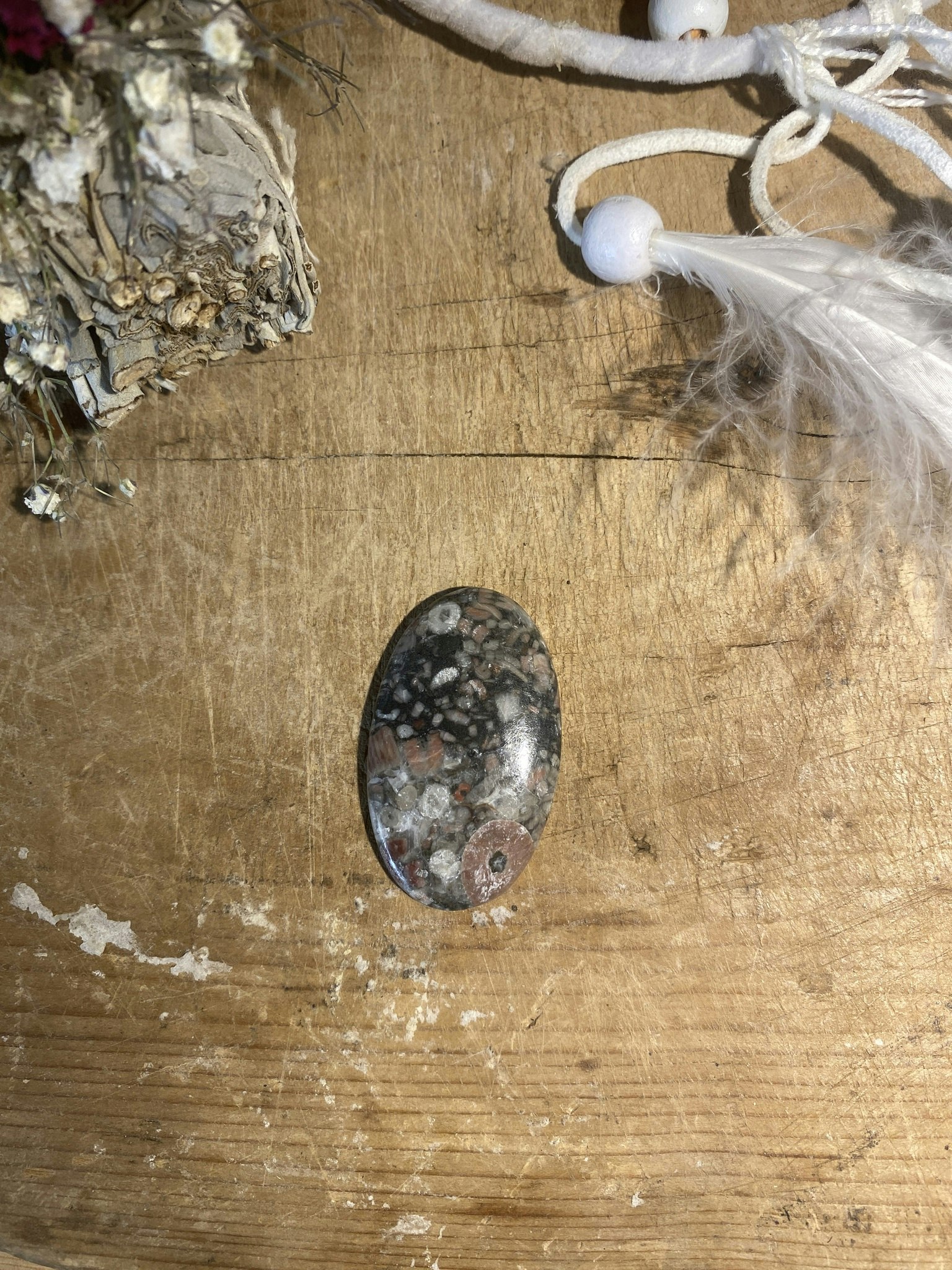 Cabochon (Crionoid Fossil, fossila sjöliljor)
