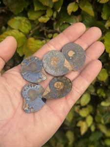 Ammonit (Fossil)
