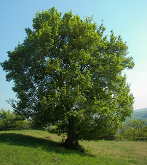 Acer platanoides Spisslønn