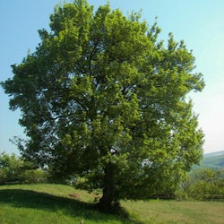 Acer platanoides Spisslønn