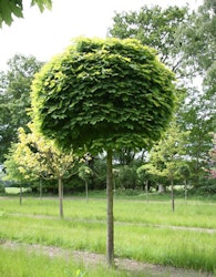 Acer platanoides 'Globosum' Kulelønn