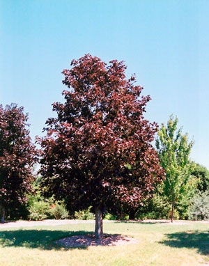 Acer platanoides 'Royal Red' Blodlønn