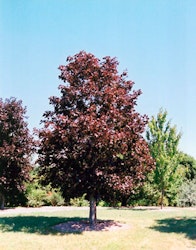 Acer platanoides 'Royal Red' Blodlønn