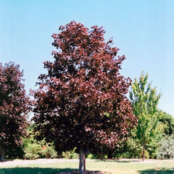 Acer platanoides 'Royal Red' Blodlønn