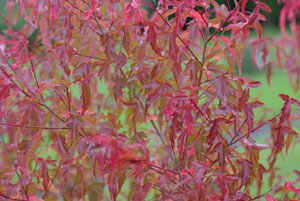 Acer tataricum ssp. ginnala fk Sauherad E Sibirlønn