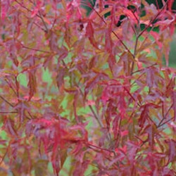 Acer tataricum ssp. ginnala fk Sauherad E Sibirlønn