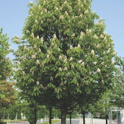 Aesculus hippocastanum 'Pyramidalis' Hestekastanje