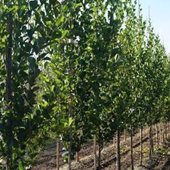 Alnus glutinosa ‘Sakari’ E Søylesvartor