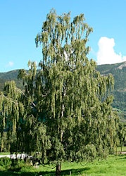 Betula pendula HONNØR®E (‘Eplhon’) Hengebjørk