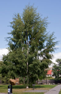 Betula pendula 'Dalecarlica' E Ornäsbjørk