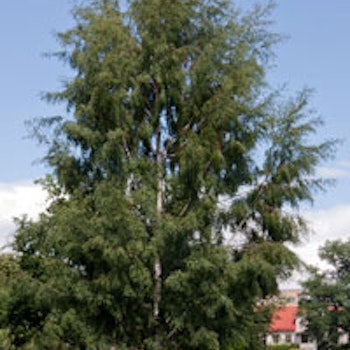 Betula pendula 'Dalecarlica' E Ornäsbjørk