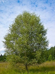 Betula pubescens LIV®E (‘Eplliv’) Dunbjørk