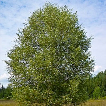 Betula pubescens LIV®E (‘Eplliv’) Dunbjørk