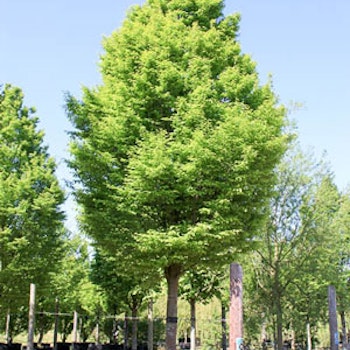 Carpinus betulus 'Fastigiata' Søyleagnbøk