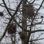 Corylus colurna Tyrkerhassel