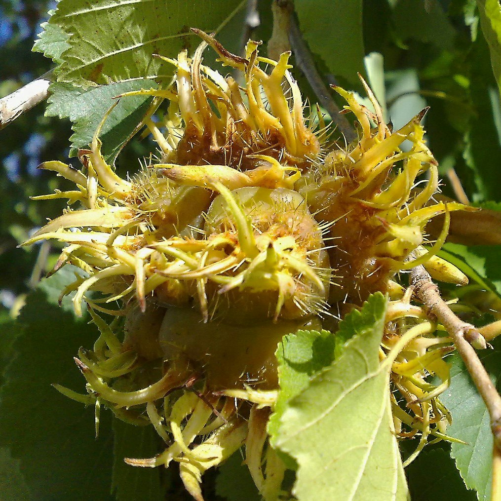 Corylus colurna Tyrkerhassel