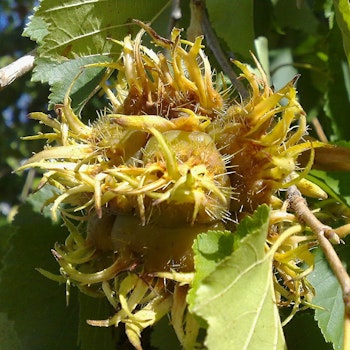 Corylus colurna Tyrkerhassel