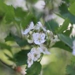 Crataegus intricata fk Fåberg E Amerikahagtorn