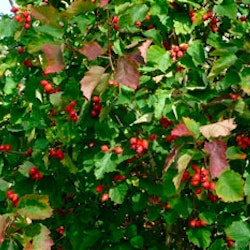 Crataegus intricata fk Fåberg E Amerikahagtorn