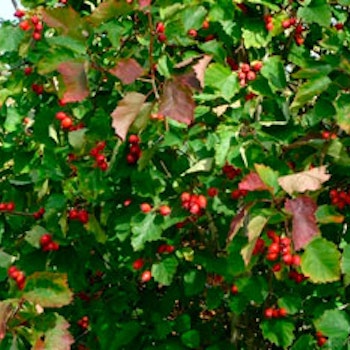 Crataegus intricata fk Fåberg E Amerikahagtorn