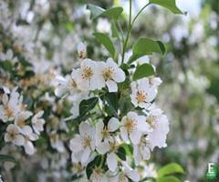 Malus asiatica POESI®E Perleeple