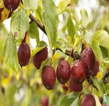 Malus ‘Dolgo’ E Prydeple