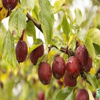 Malus ‘Dolgo’ E Prydeple