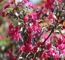 Malus purpurea MARI® E (‘Eplmar’) Prydeple