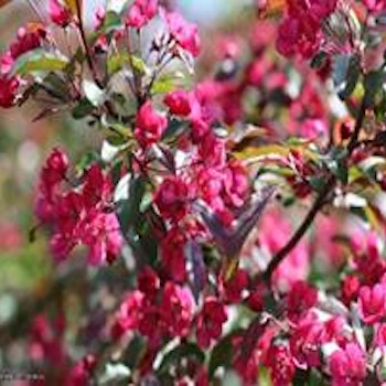 Malus purpurea MARI® E (‘Eplmar’) Prydeple