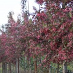 Malus 'Profusion' Prydeple