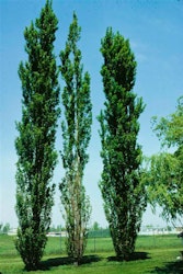 Populus nigra 'Italica' Pyramidepoppel